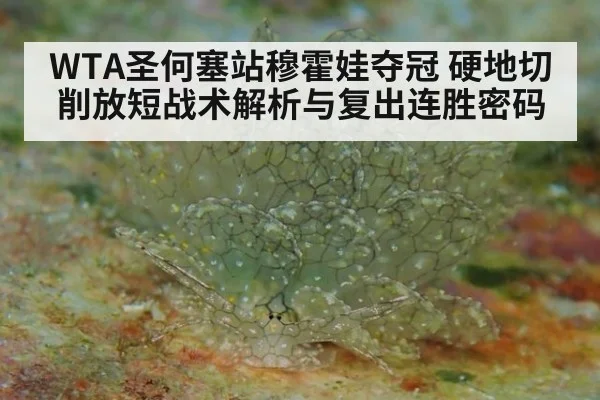 WTA圣何塞站穆霍娃夺冠 硬地切削放短战术解析与复出连胜密码 | nine game